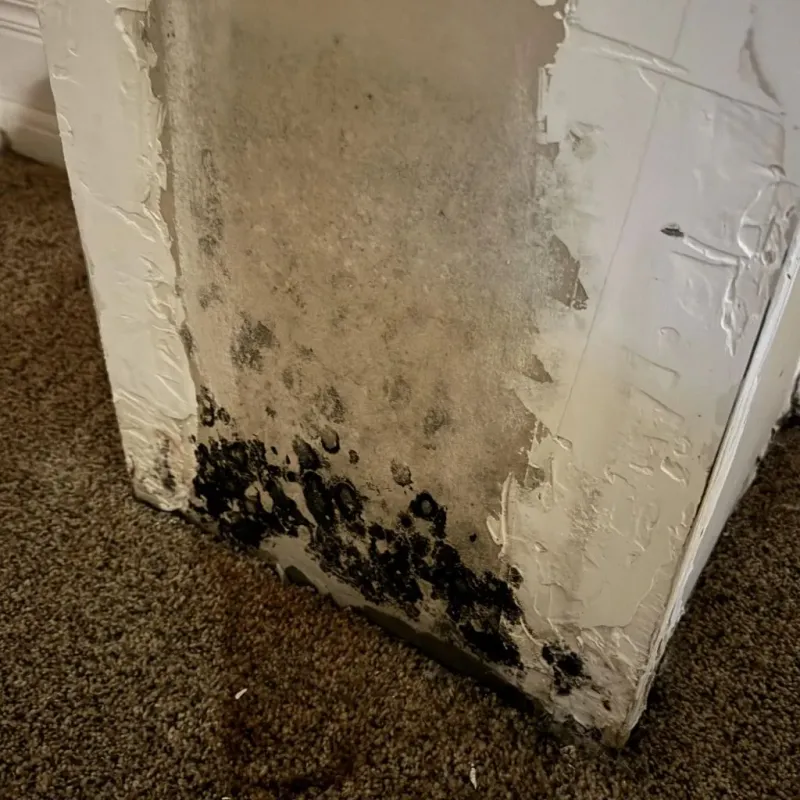 Professional Mold Removal in Lead, SD